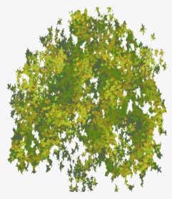 Photo Top Tree Png - Tree Leaf Png Top View, Transparent Png, Transparent PNG