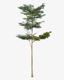 Tiny Tree Png, Transparent Png, Transparent PNG