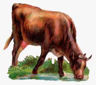 Ox Animal Drinking Water, HD Png Download, Transparent PNG