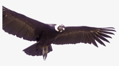 Condor De Los Andes Png, Transparent Png, Transparent PNG