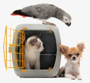 Image Of A Cat In A Pet Carrier Next To Small White - Evacuation Pet, HD Png Download, Transparent PNG