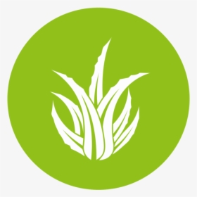 Aloe Icon - Aloe Vera Logo Png, Transparent Png, Transparent PNG