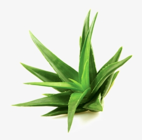 Aloe Vera Plant, HD Png Download, Transparent PNG