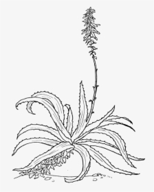 Symmetry,monochrome Photography,artwork - Aloe Drawing, HD Png Download, Transparent PNG