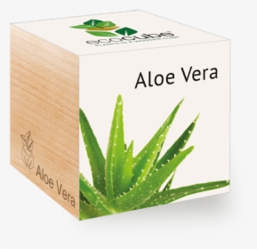 Ecobox Aloe Vera, HD Png Download, Transparent PNG
