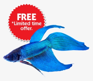Buy Betta Fish Online & Save On Fish Bowl Kits - 100 Lowest Price Guaranteed, HD Png Download, Transparent PNG