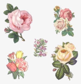 Rose Flowers Campanula Free Photo - Aesthetic Flower Png Transparent, Png Download, Transparent PNG