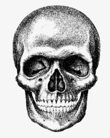 Skull Png Download - Royalty Free Skull Transparent, Png Download, Transparent PNG