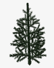 Pine Tree Branch Texture , Png Download - Pine Tree Branch Texture, Transparent Png, Transparent PNG