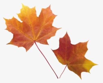 Autumn Leaves Background Leaf Transparent - Clear Background Transparent Fall Leaves, HD Png Download, Transparent PNG
