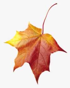 Autumn Leaves Background Leaf Transparent - Maple Leaf Cross Stitch Pattern, HD Png Download, Transparent PNG