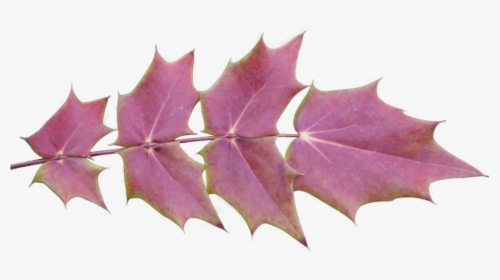 Fall Leaves Background Png , Png Download - Maple Leaf, Transparent Png, Transparent PNG