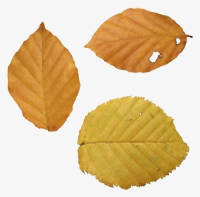 Dead Leaf Texture Png, Transparent Png, Transparent PNG
