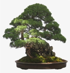 Bonsai Tree Transparent Background, HD Png Download, Transparent PNG