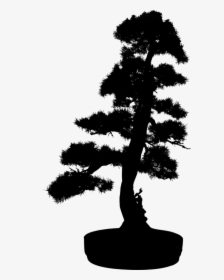 Bonsai,pine Family,plant - Silhouette Bonsai Tree Png, Transparent Png, Transparent PNG