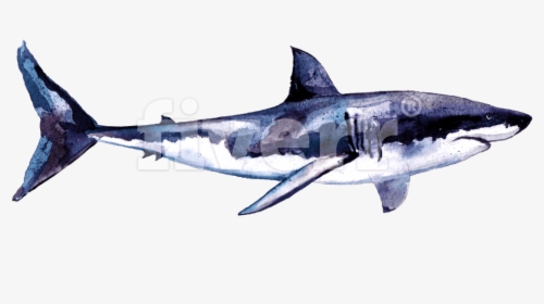 Great White Shark , Png Download - Bronze Hammerhead Shark, Transparent Png, Transparent PNG
