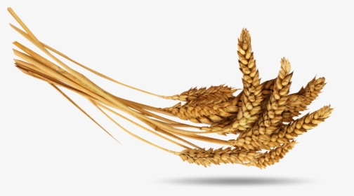 Wheat - Колосья Пшеницы Пшеница Png, Transparent Png, Transparent PNG