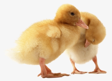Two Cute Little Ducklings Png Image - Cute Duck Transparent, Png Download, Transparent PNG