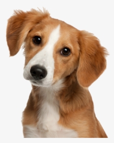 Pets Dog, HD Png Download, Transparent PNG