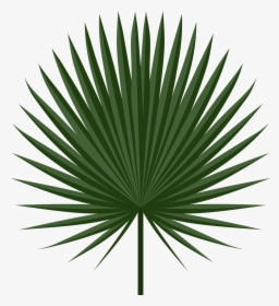 Vector Palm Leaf Png, Transparent Png, Transparent PNG