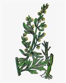 Vintage Herb Clipart - Wormwood Tree Illustration, HD Png Download, Transparent PNG