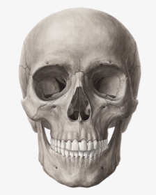 Skull Png Image - Transparent Background Skull Png, Png Download, Transparent PNG