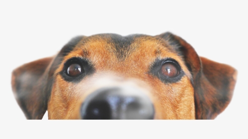 #freetoedit - Dog Peeking Png, Transparent Png, Transparent PNG