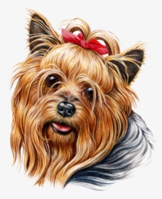 Cute Yorkie, HD Png Download, Transparent PNG