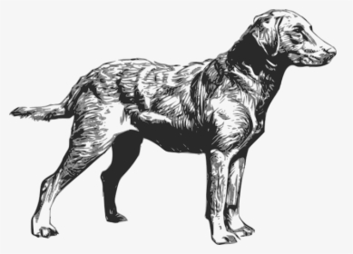 Chesapeake Bay Retriever Clipart, HD Png Download, Transparent PNG