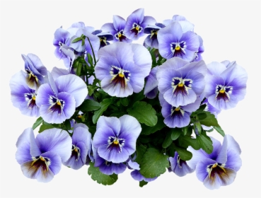 Pansy, Spring, Blossom, Bloom, Flower, Blue, Flower - Pansy Png, Transparent Png, Transparent PNG