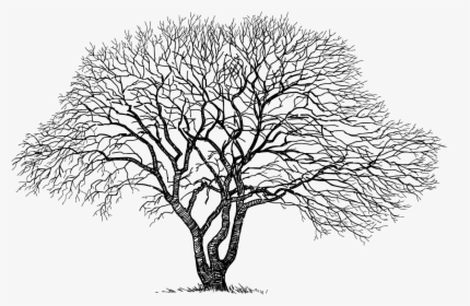 Old Tree Drawing, HD Png Download, Transparent PNG