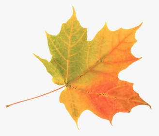 Explore Colors Of Summer - Simple Autumn Leaf, HD Png Download, Transparent PNG