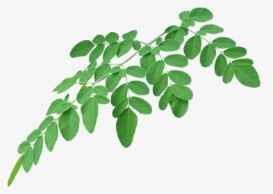 Ways To Consume - Transparent Moringa Leaves Png, Png Download, Transparent PNG