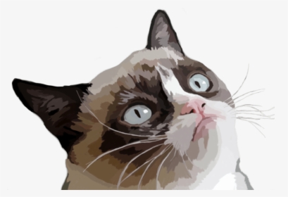 Grumpy Cat Vector Illustration - Grumpy Cat Memes, HD Png Download, Transparent PNG