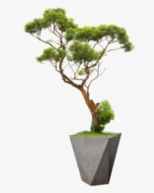 Chinese Tree Png, Transparent Png, Transparent PNG