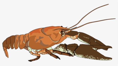 Character - Crayfish Clip Art, HD Png Download, Transparent PNG