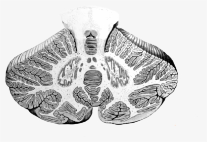 Cerebellum Cross-section, Without Labels - Cerebellum Right And Left Hemispheres, HD Png Download, Transparent PNG