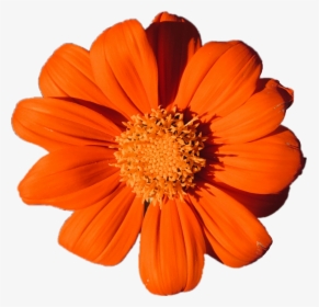 #orange #flower #plant #aesthetic #petals #colors #tumblr - Orange Flower Png Transparent, Png Download, Transparent PNG