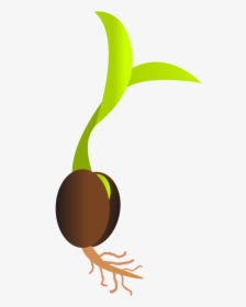 Seedling Clipart Mustard Seed - Seed Png, Transparent Png, Transparent PNG