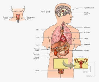 Thumb Image - Endocrine System With Labels, HD Png Download, Transparent PNG