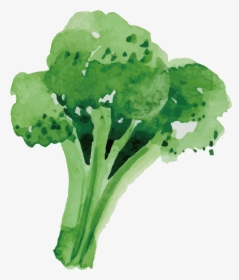 Jpg Freeuse Stock Broccoli Vector Healthy Food - Vector Broccoli Png, Transparent Png, Transparent PNG