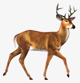 Deer Png Image - Deer Png, Transparent Png, Transparent PNG
