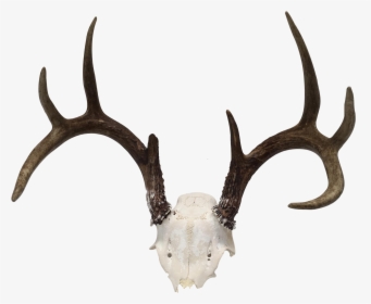 Banner Stock Natural Point Deer Antler Chairish - Antler, HD Png Download, Transparent PNG