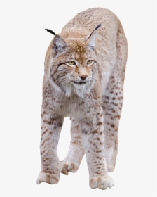 Lynx Standing Png Image - Transparent Bobcat Png, Png Download, Transparent PNG