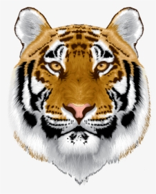 White Tiger Head Png - Tiger, Transparent Png, Transparent PNG