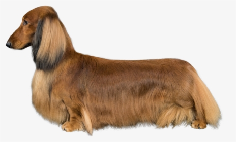 Dachshund, HD Png Download, Transparent PNG