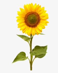 Sunflower Png Image - Sunflower Png, Transparent Png, Transparent PNG