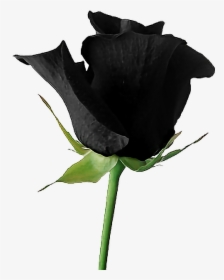 #black #goth #tumblr #aesthetic #rose #flower - Transparent Background Black Rose Png, Png Download, Transparent PNG