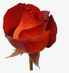 Garden Roses, HD Png Download, Transparent PNG