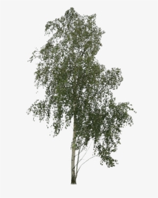 Birch Trees Png, Transparent Png, Transparent PNG